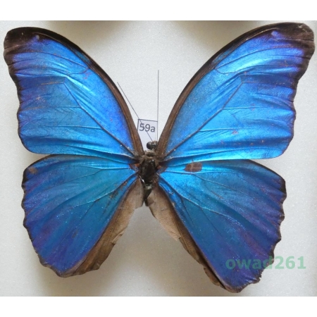 Morpho menelaus (Linnaeus, 1758) Peru 99mm59a